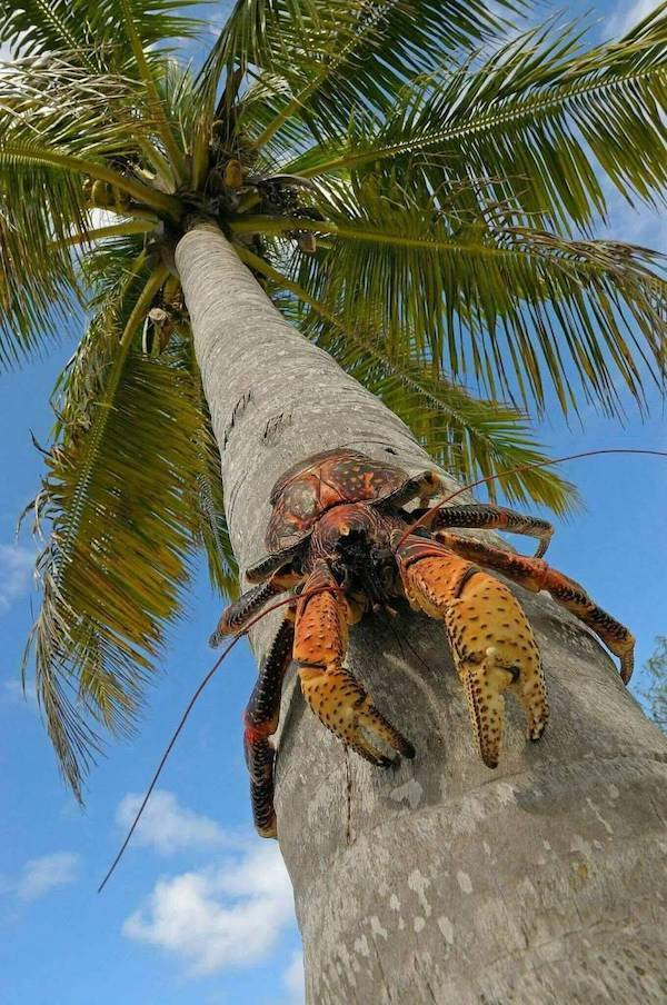 Coconut crab Blank Meme Template