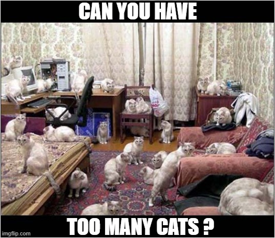 Question: | CAN YOU HAVE; TOO MANY CATS ? | image tagged in cats,question,too many | made w/ Imgflip meme maker