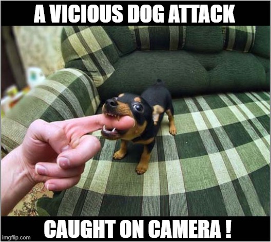The Horror, The Horror ! | A VICIOUS DOG ATTACK; CAUGHT ON CAMERA ! | image tagged in dogs,puppy,play biting | made w/ Imgflip meme maker