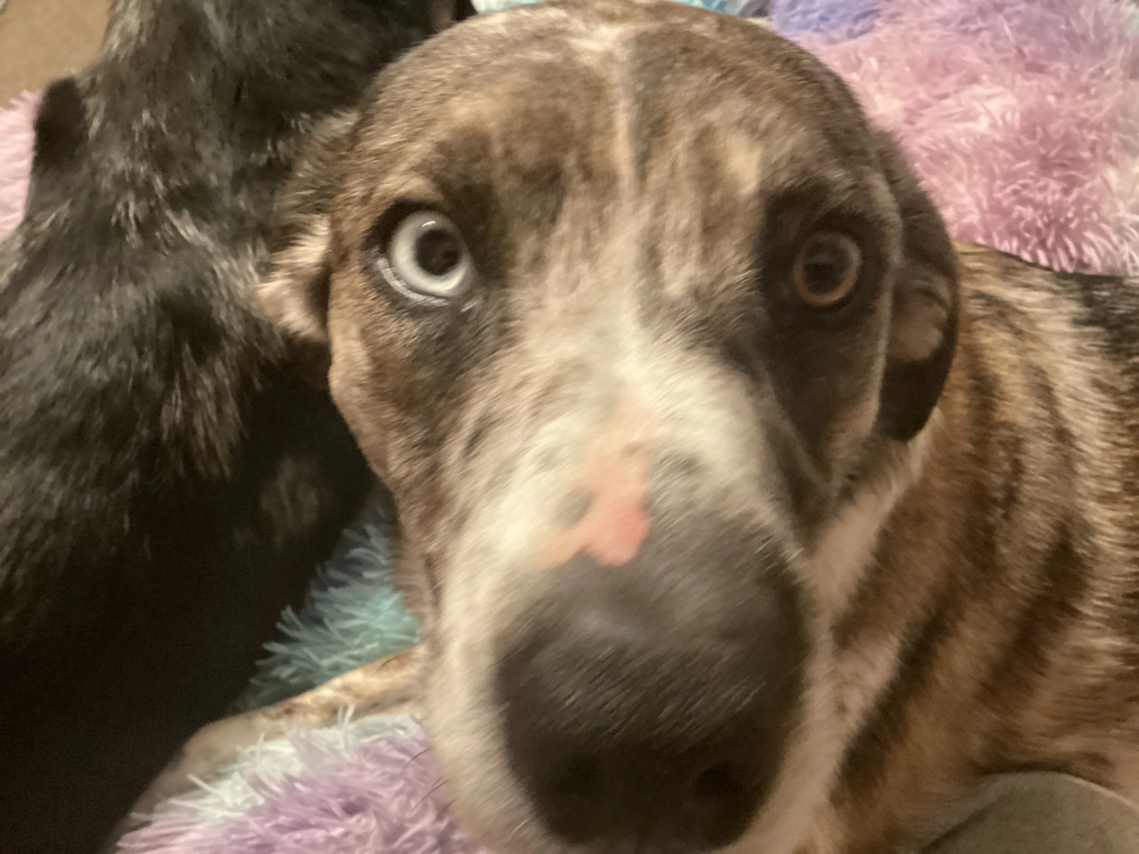 Dog Blank Meme Template