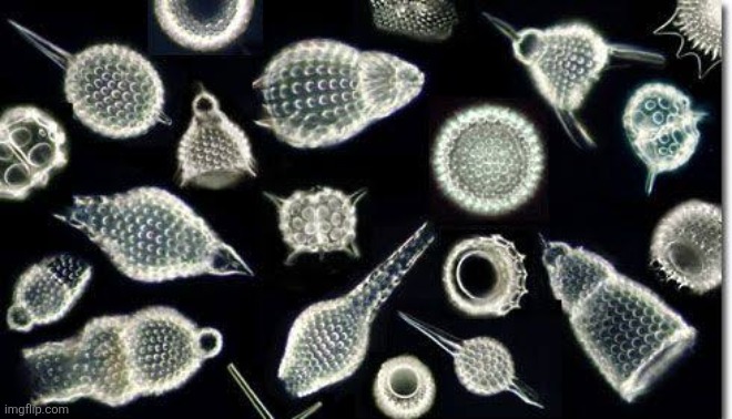Radiolarians are officially one of my favorite microbes, they're like knockoff krabby patty formula thieves | made w/ Imgflip meme maker