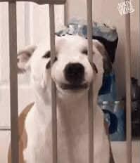 Miss my dawg Blank Meme Template