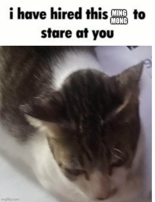 I have hired this to stare at you blank template | MING MONG | image tagged in i have hired this to stare at you blank template | made w/ Imgflip meme maker