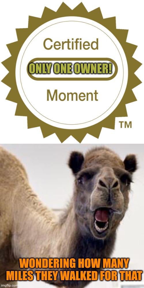 ONLY ONE OWNER! WONDERING HOW MANY MILES THEY WALKED FOR THAT | image tagged in certified moment,camel | made w/ Imgflip meme maker