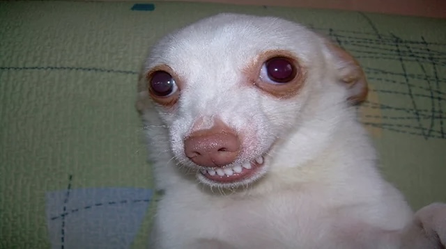 White Doggo Blank Meme Template