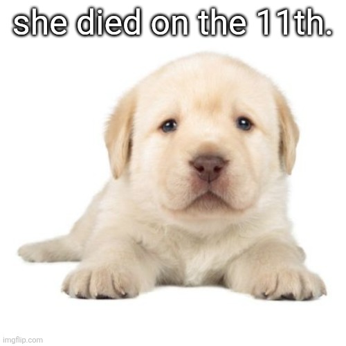 really cute puppy | she died on the 11th. | image tagged in really cute puppy | made w/ Imgflip meme maker