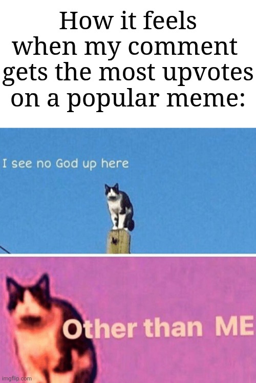 If it's not upvote begging, then I'd be happy | How it feels when my comment  gets the most upvotes on a popular meme: | image tagged in hail pole cat,memes,funny,why are you reading the tags | made w/ Imgflip meme maker