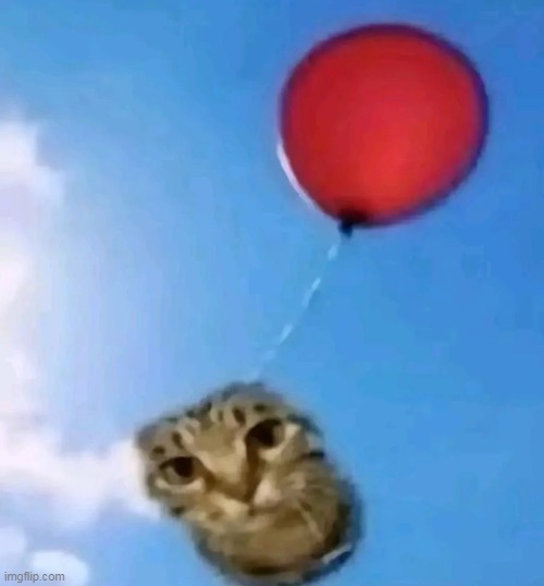 oh yeah mr smiles is in politics now | image tagged in cat on balloon meme | made w/ Imgflip meme maker