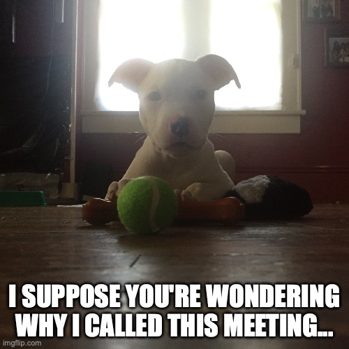 doggo boss | I SUPPOSE YOU'RE WONDERING WHY I CALLED THIS MEETING... | image tagged in doggo,pupper,dog,puppy,pitties,pit bull | made w/ Imgflip meme maker