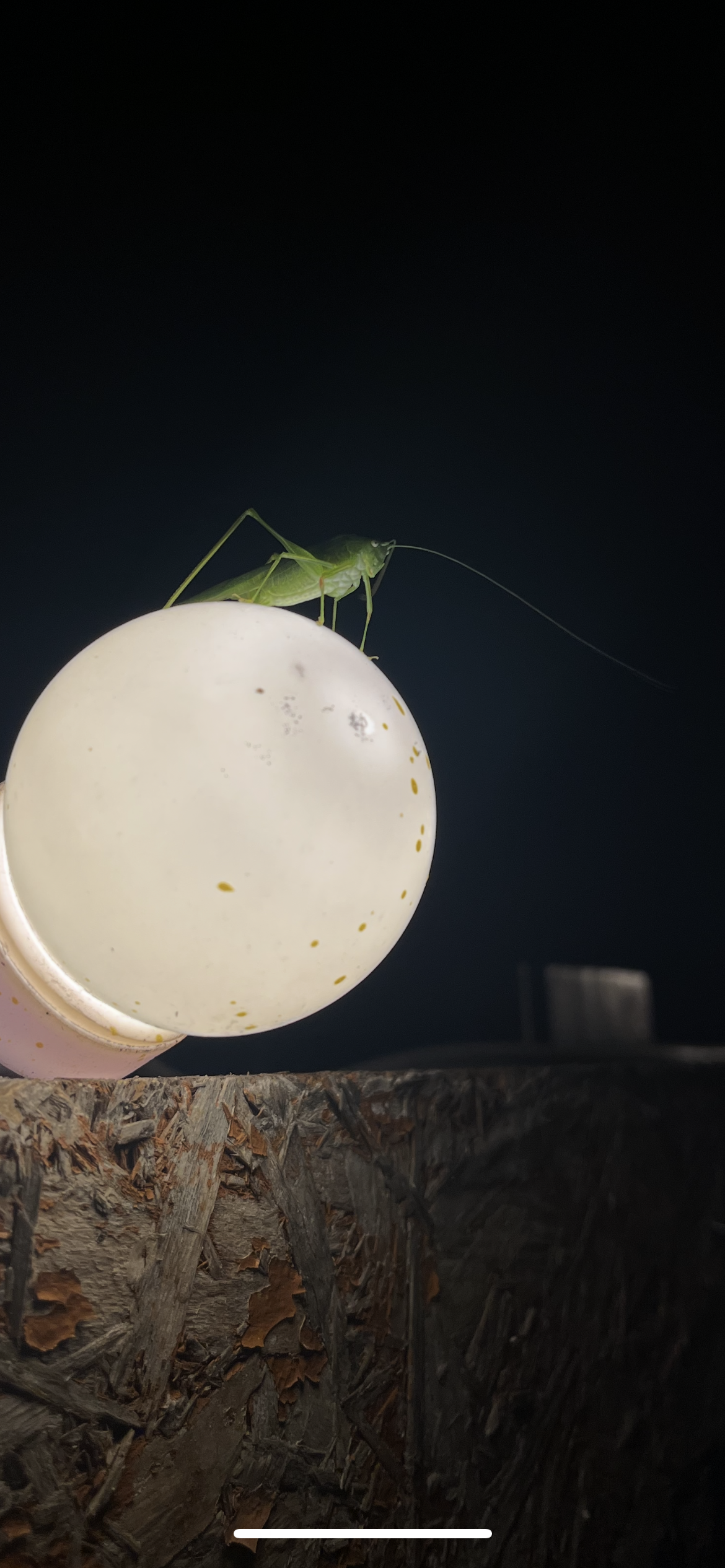 Cricket Blank Meme Template