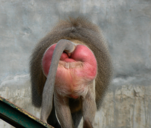 Trump's good side Blank Meme Template