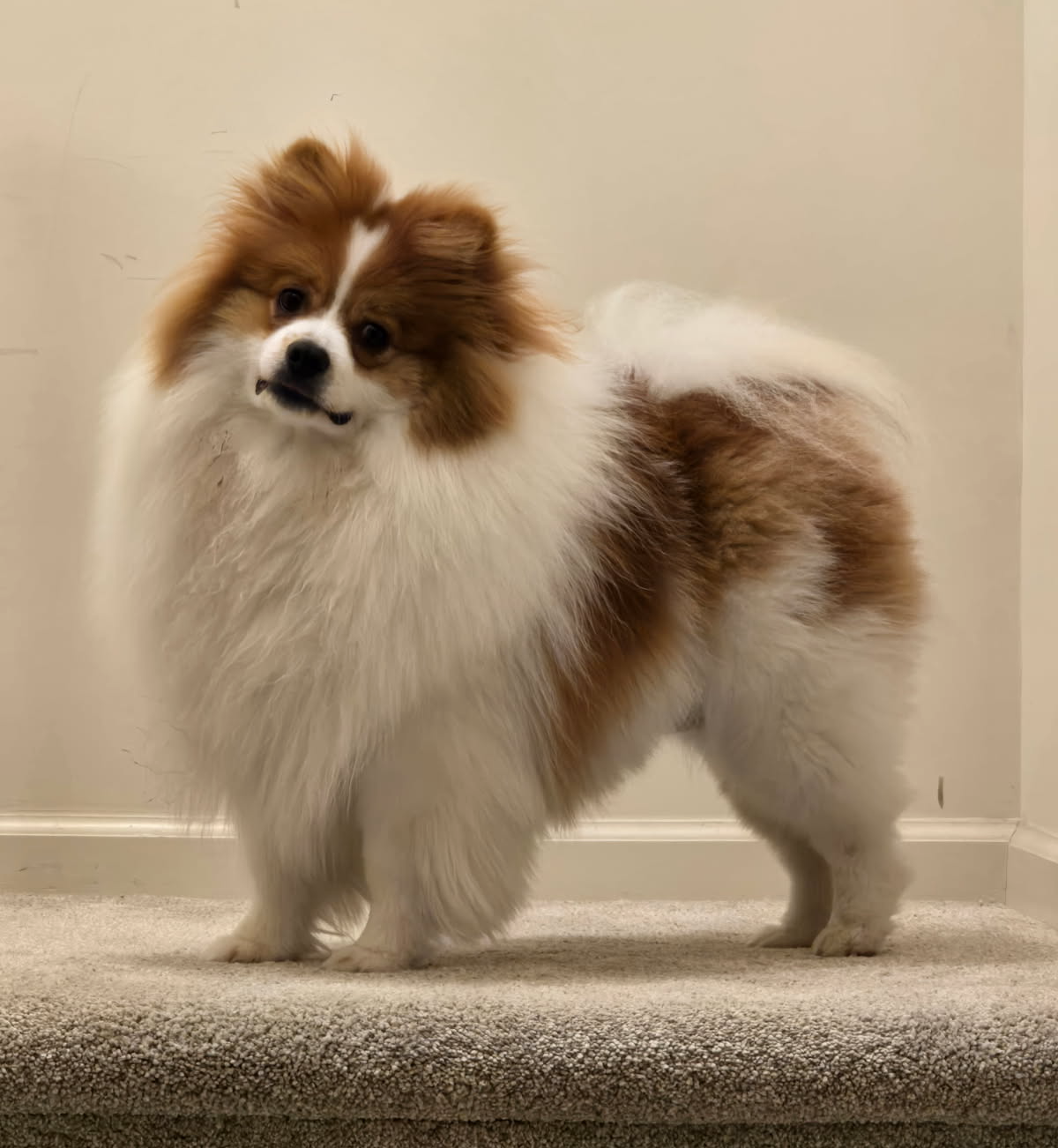 Dank's Dog (Ike) Blank Meme Template