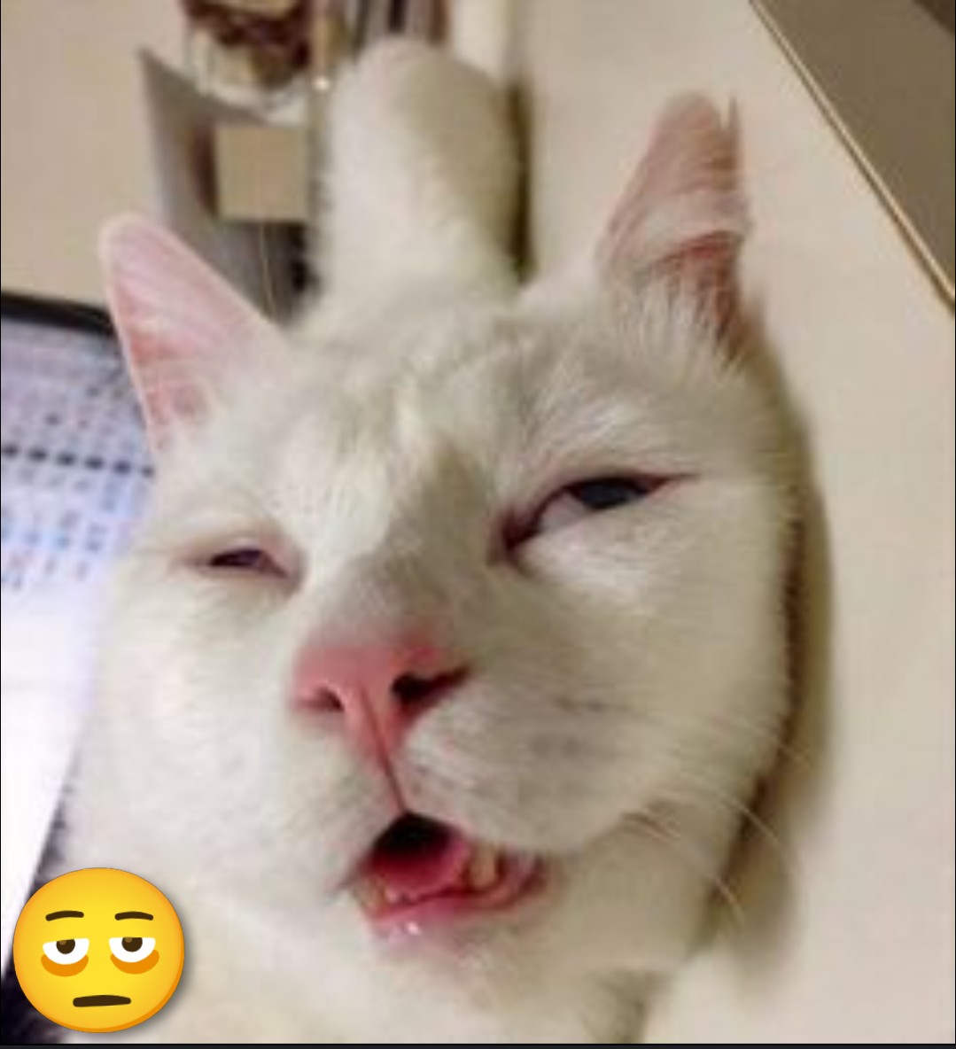 High looking cat Blank Meme Template
