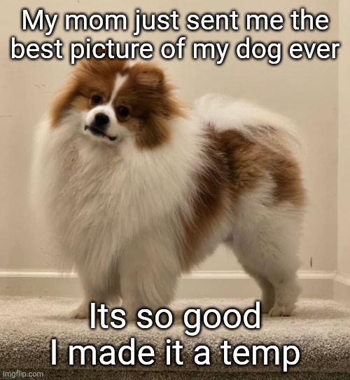 Dank's Dog (Ike) | My mom just sent me the best picture of my dog ever; Its so good I made it a temp | image tagged in dank's dog ike | made w/ Imgflip meme maker