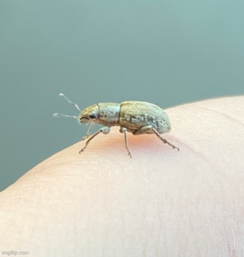 Been a while since I’ve posted anything so here’s a weevil | made w/ Imgflip meme maker