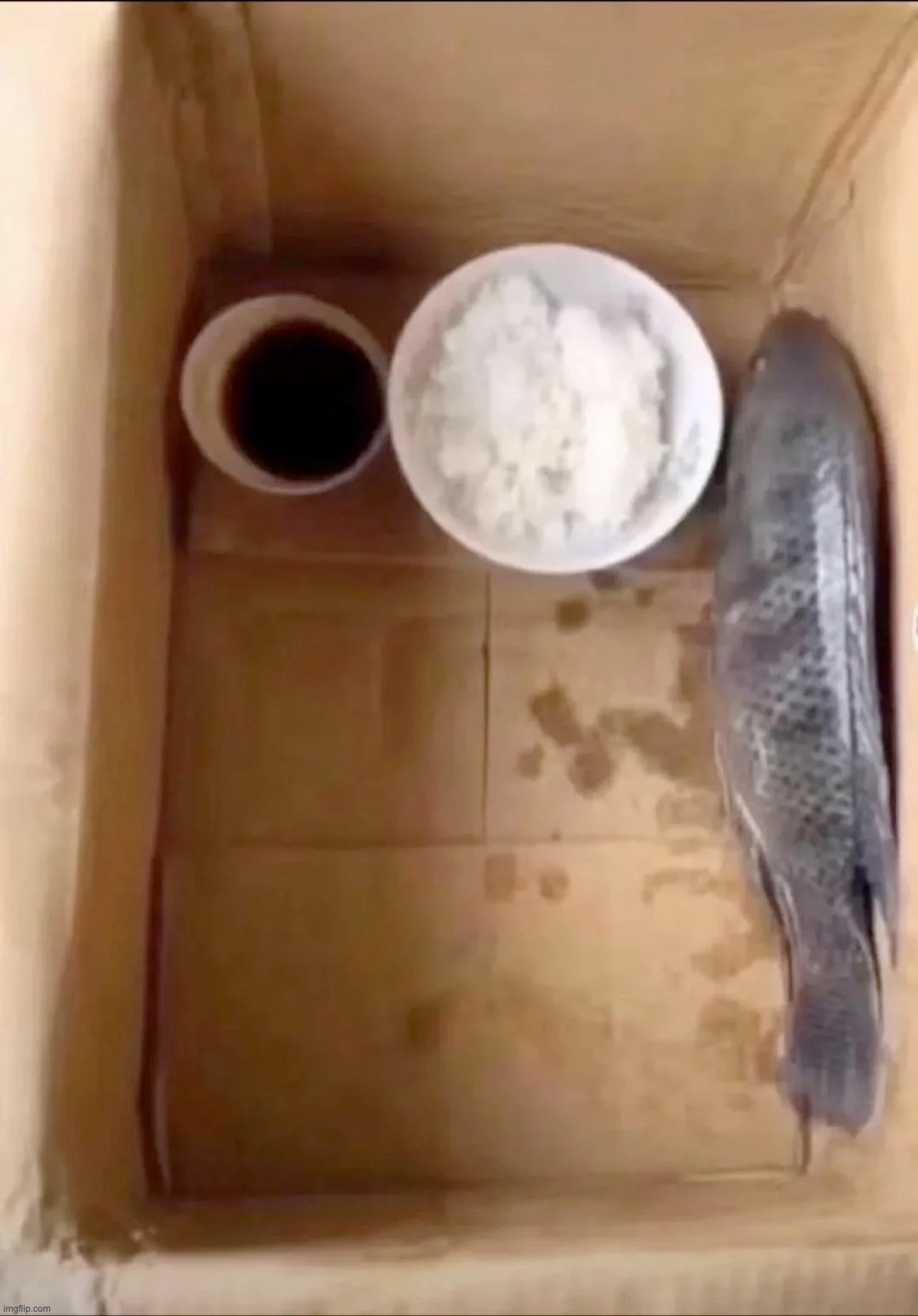 I tried to feed my pet fish but he isn't eating it can someone explain what's wrong | made w/ Imgflip meme maker
