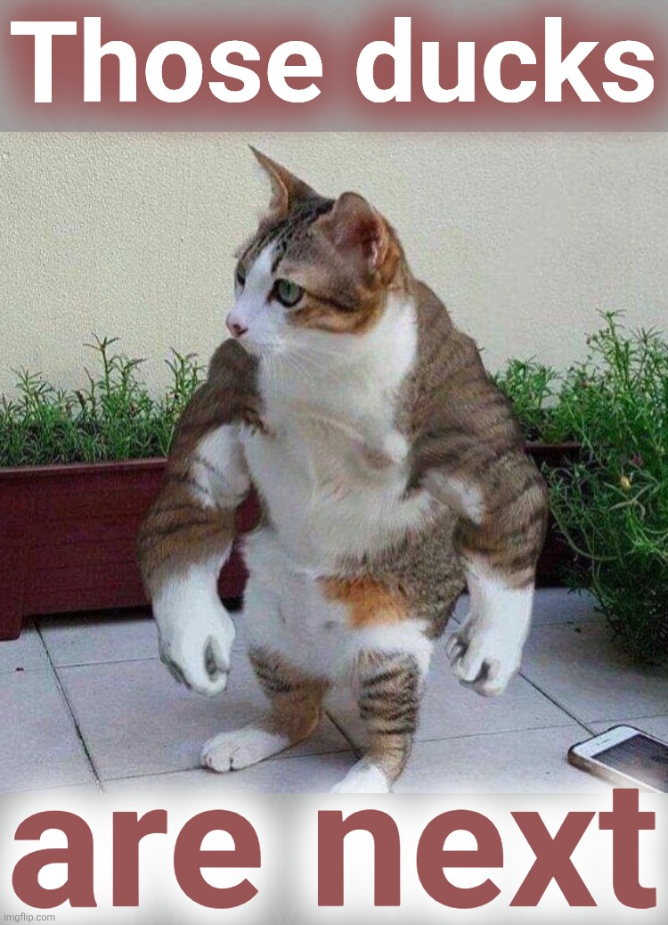 Swole cat | Those ducks are next | image tagged in swole cat | made w/ Imgflip meme maker