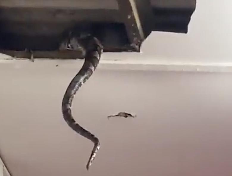 Snake in the cieling Blank Meme Template