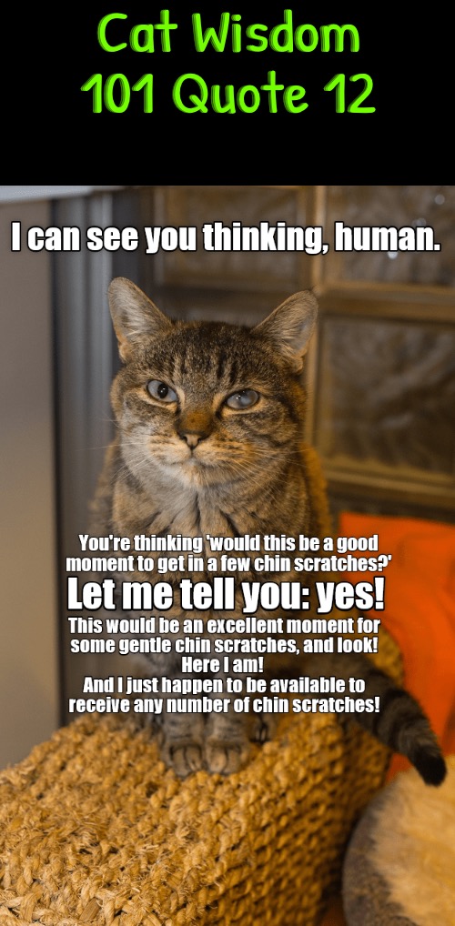 Cat Wisdom 101 Quote 12 | Cat Wisdom 101 Quote 12 | image tagged in cats,funny cat memes,words of wisdom,petting,quotes,cute cats | made w/ Imgflip meme maker