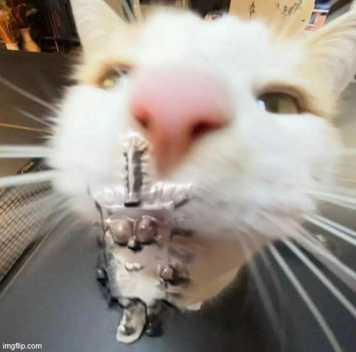 free him | image tagged in b | made w/ Imgflip meme maker