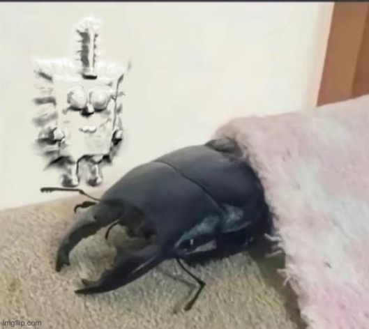 beetle | image tagged in beetle | made w/ Imgflip meme maker