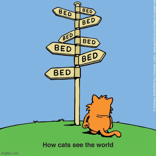 All roads lead to a catnap and a cat bed… | image tagged in cats,comics,learn to speak cat | made w/ Imgflip meme maker
