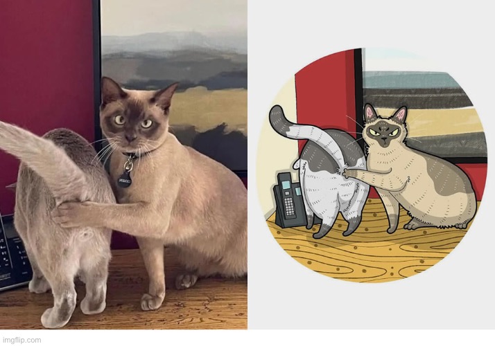 Hey! What are you looking at? | image tagged in cats,art imitates life,what are you looking at,butthole | made w/ Imgflip meme maker