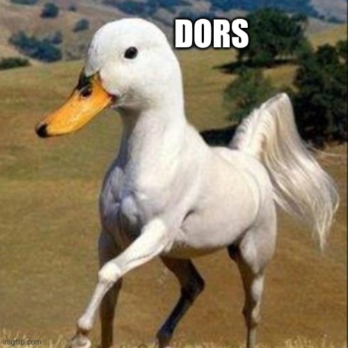 Dors | DORS | image tagged in horse,duck | made w/ Imgflip meme maker