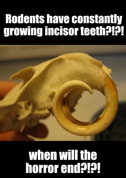 Rodents have constantly growing incisor teeth?!?! when will the horror end?!?! | made w/ Imgflip meme maker