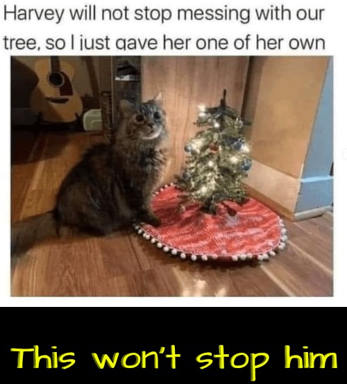 This Won't Work | This won't stop him | image tagged in cats,funny cats,christmas tree,stop,trying,life lessons | made w/ Imgflip meme maker