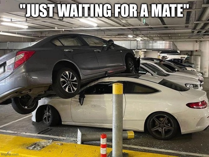"JUST WAITING FOR A MATE" | made w/ Imgflip meme maker