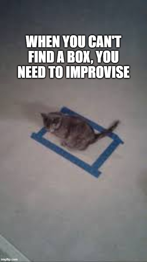 Cat improvises when he doesn't have a box.  --  funny -- | WHEN YOU CAN'T FIND A BOX, YOU NEED TO IMPROVISE | image tagged in cats,funny,kittens,humor,box,funny cat meme | made w/ Imgflip meme maker