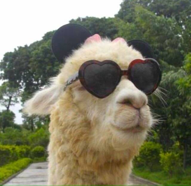 llama sunglasses Blank Meme Template