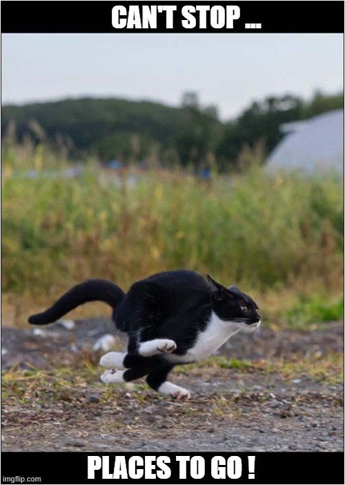 A Cat In A Hurry ! | CAN'T STOP ... PLACES TO GO ! | image tagged in cats,hurry,can't stop | made w/ Imgflip meme maker