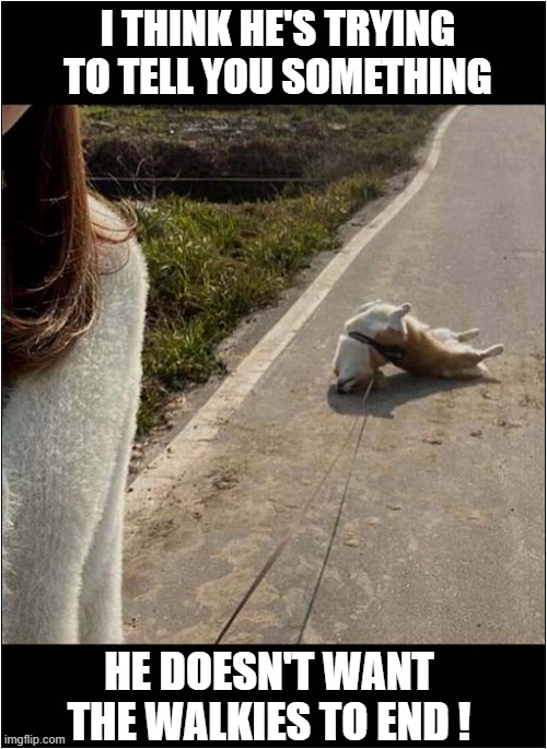 That's Odd ? | I THINK HE'S TRYING TO TELL YOU SOMETHING; HE DOESN'T WANT THE WALKIES TO END ! | image tagged in dogs,odd,position,walkies | made w/ Imgflip meme maker