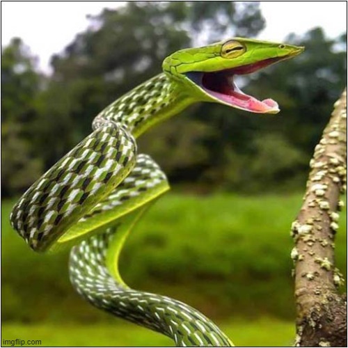 Who Knew Snakes Had A Sense Of Humour ? | image tagged in snakes,laughing,humour | made w/ Imgflip meme maker