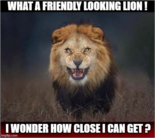 The Last Picture He Ever Took | WHAT A FRIENDLY LOOKING LION ! I WONDER HOW CLOSE I CAN GET ? | image tagged in lion,photographer,last picture,dark humour | made w/ Imgflip meme maker
