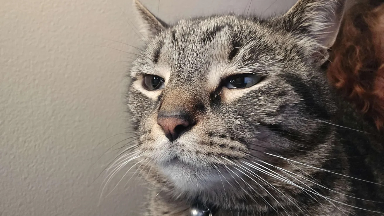 Mochi Sad Blank Meme Template