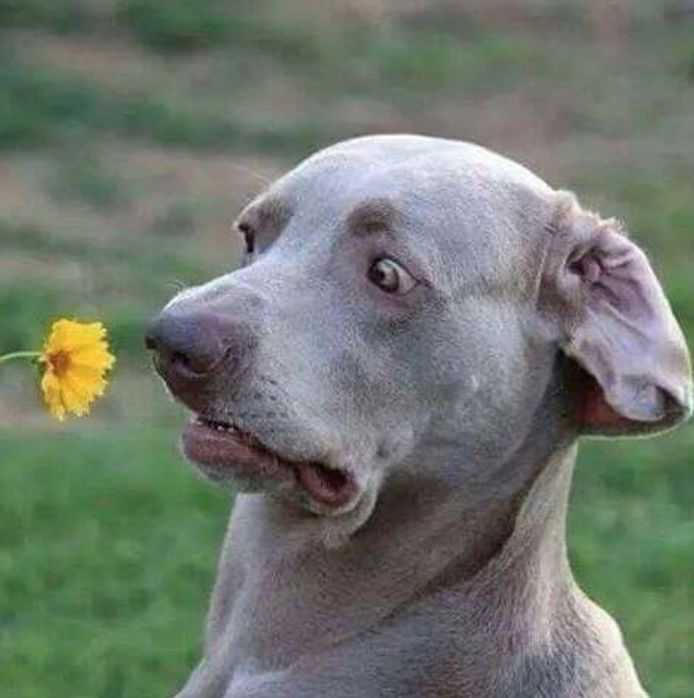 Chrisjoines1 Blank Meme Template