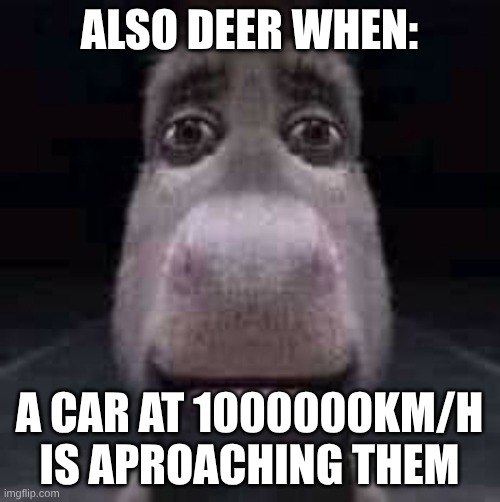 ALSO DEER WHEN: A CAR AT 1000000KM/H IS APROACHING THEM | image tagged in donkey staring | made w/ Imgflip meme maker