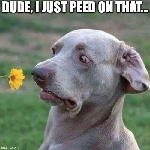 Dude, I Just Peed On That... | DUDE, I JUST PEED ON THAT... | image tagged in chrisjoines1 | made w/ Imgflip meme maker
