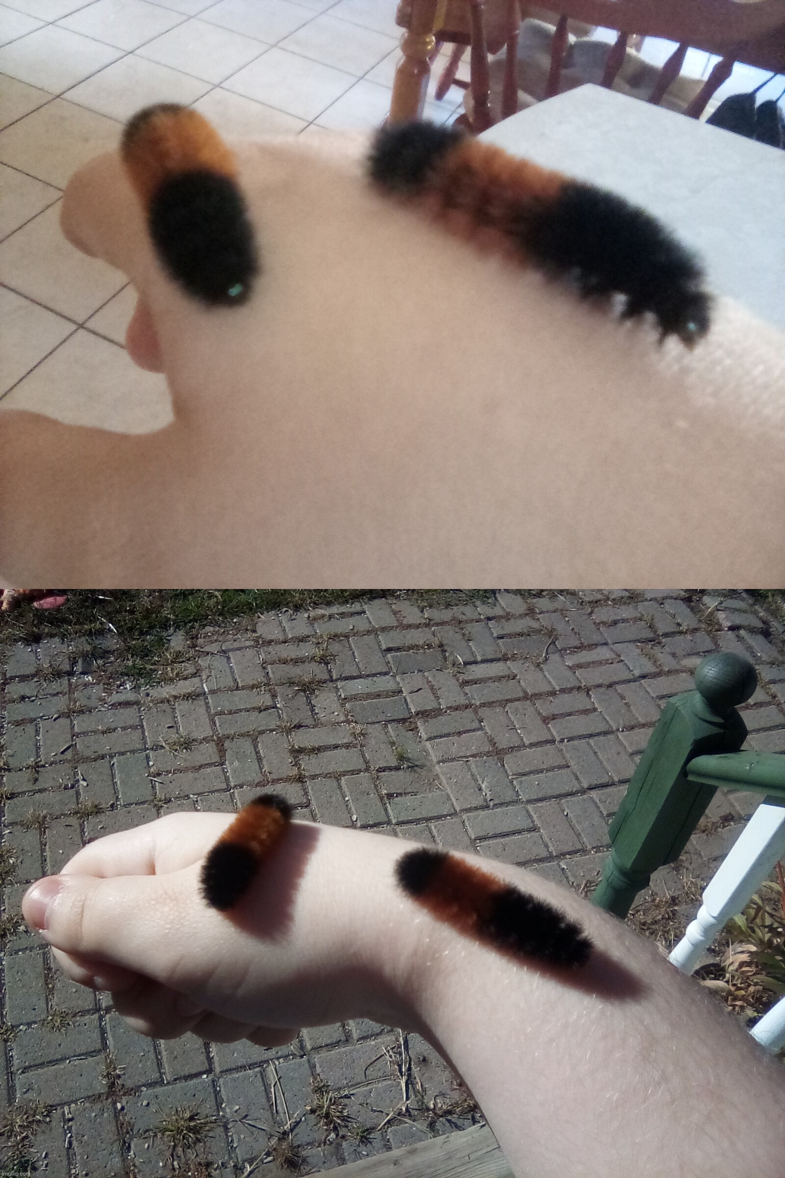 Isabella tiger moth larvae!!!! <3 (or wooly bears if you wanna be simple) | made w/ Imgflip meme maker