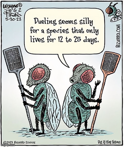 Bizarro Comics | image tagged in comics,bizarro comics,flies,duel | made w/ Imgflip meme maker