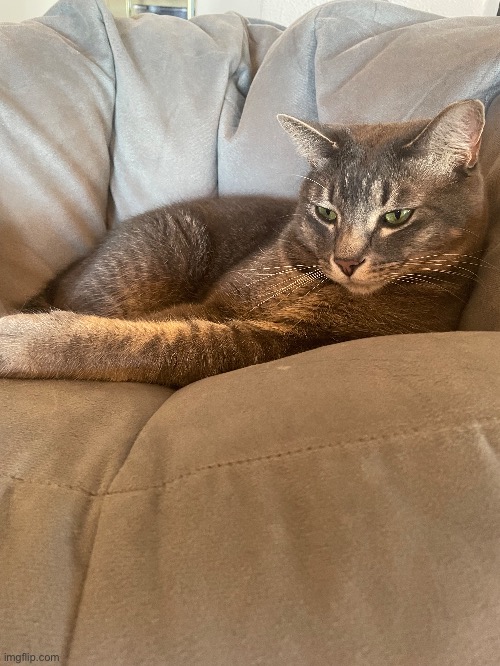 He comfy. | made w/ Imgflip meme maker