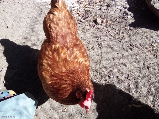 Her name is spice | made w/ Imgflip meme maker