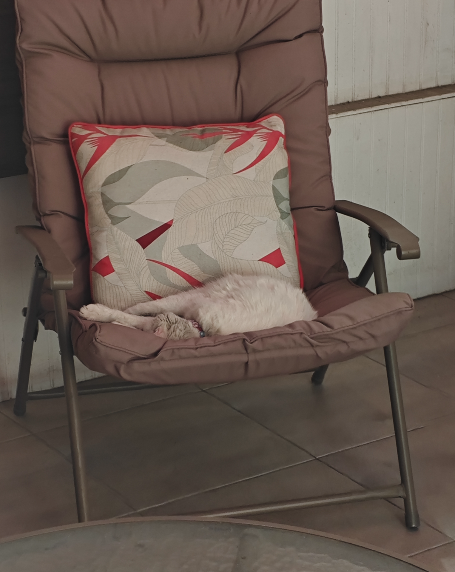 Cat sleeping Blank Meme Template