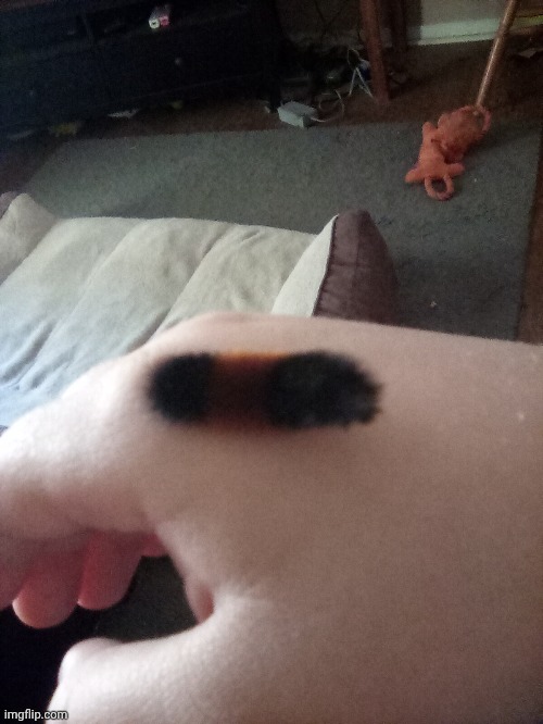 Another wooly bear, this time on the garage door lmao | made w/ Imgflip meme maker