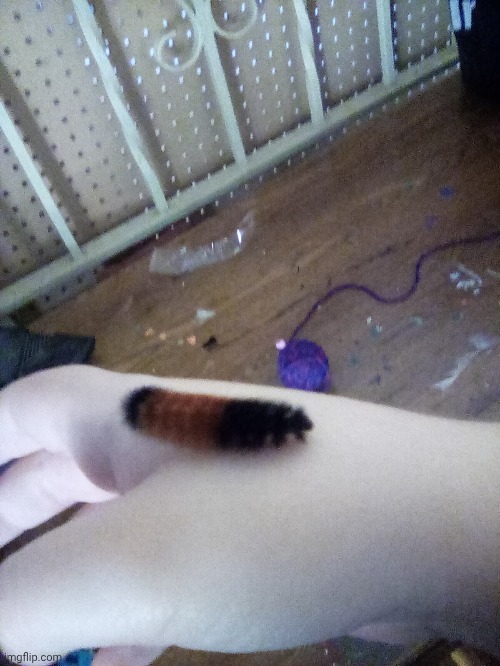 THIS IS LIKE THE 8TH WOOLY BEAR I'VE FOUND THIS YEAR AND IT ISN'T EVEN OFFICIALLY FALL YET LMAO | made w/ Imgflip meme maker