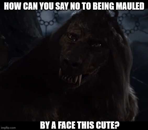 Cuteness Factor | HOW CAN YOU SAY NO TO BEING MAULED; BY A FACE THIS CUTE? | image tagged in werewolf | made w/ Imgflip meme maker