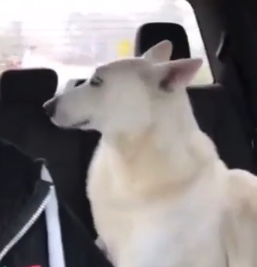 Not again Blank Meme Template